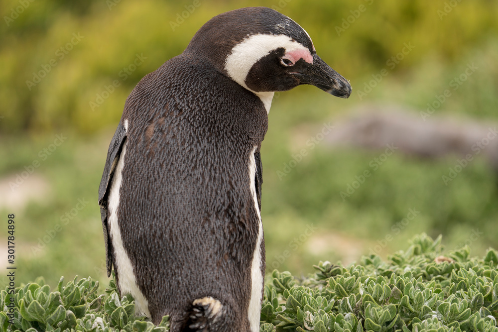 Obraz premium African penguin observing at Boulders Beach, Cape Town, South Africa