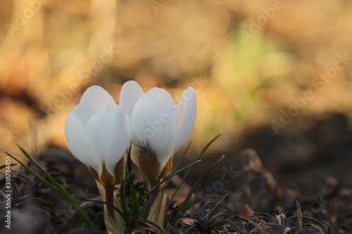 Close up of two white spring flower