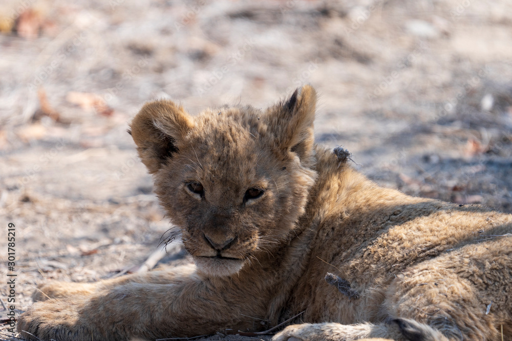 Lion cab resting in bush, Etosha National Park, Namibia Lion cab resting in bush, Etosha National Park, Namibia
