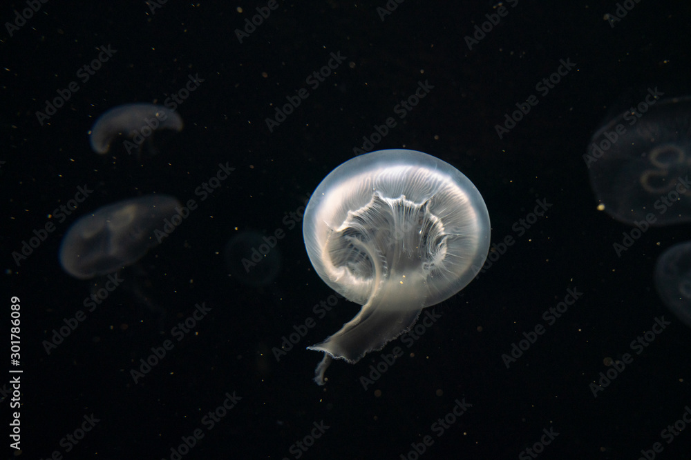 jellyfish in aquarium jellyfish in aquarium