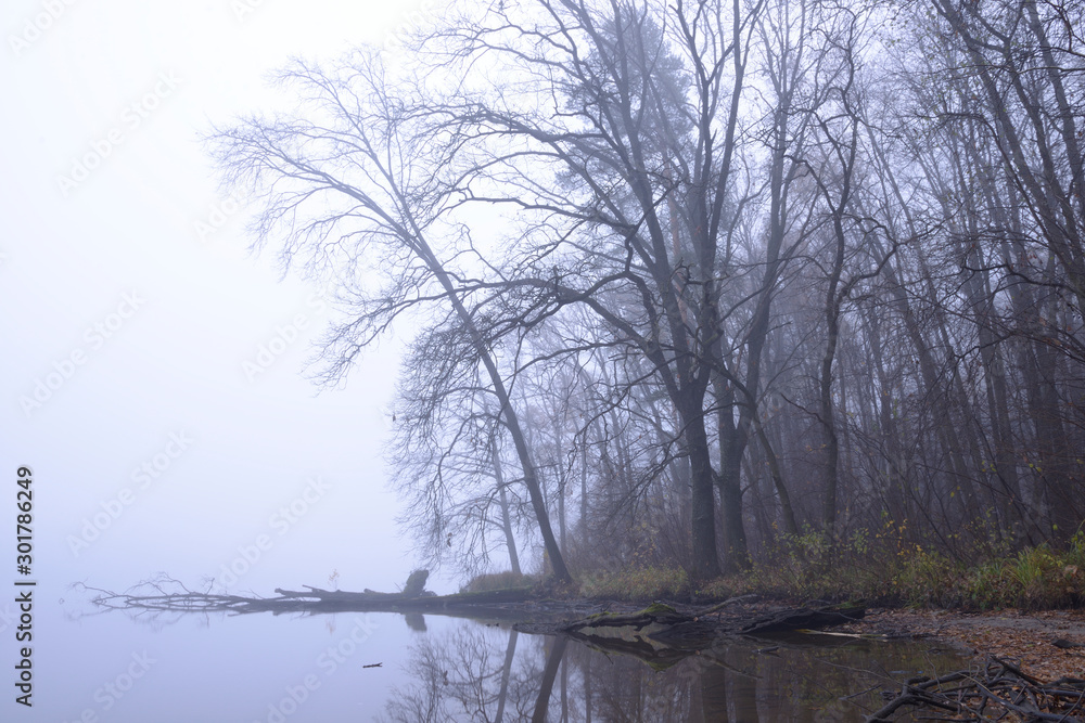 Late fall, early morning. Trees on the lakeside and the lake in the thick fog, landscape Late fall, early morning. Trees on the lakeside and the lake in the thick fog, landscape