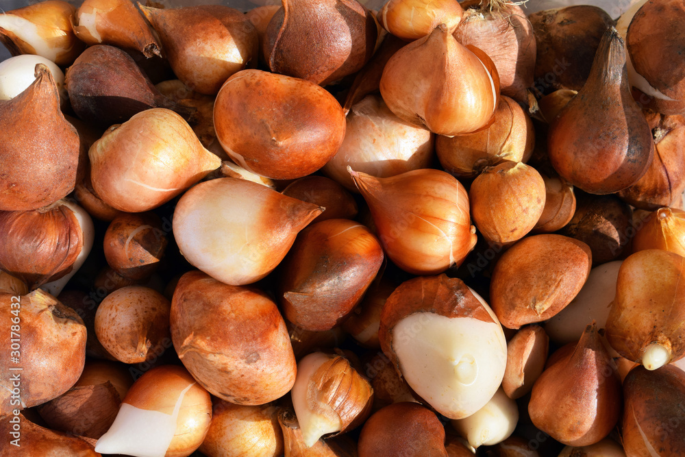 Group of tulip bulbs ready for planting Group of tulip bulbs ready for planting