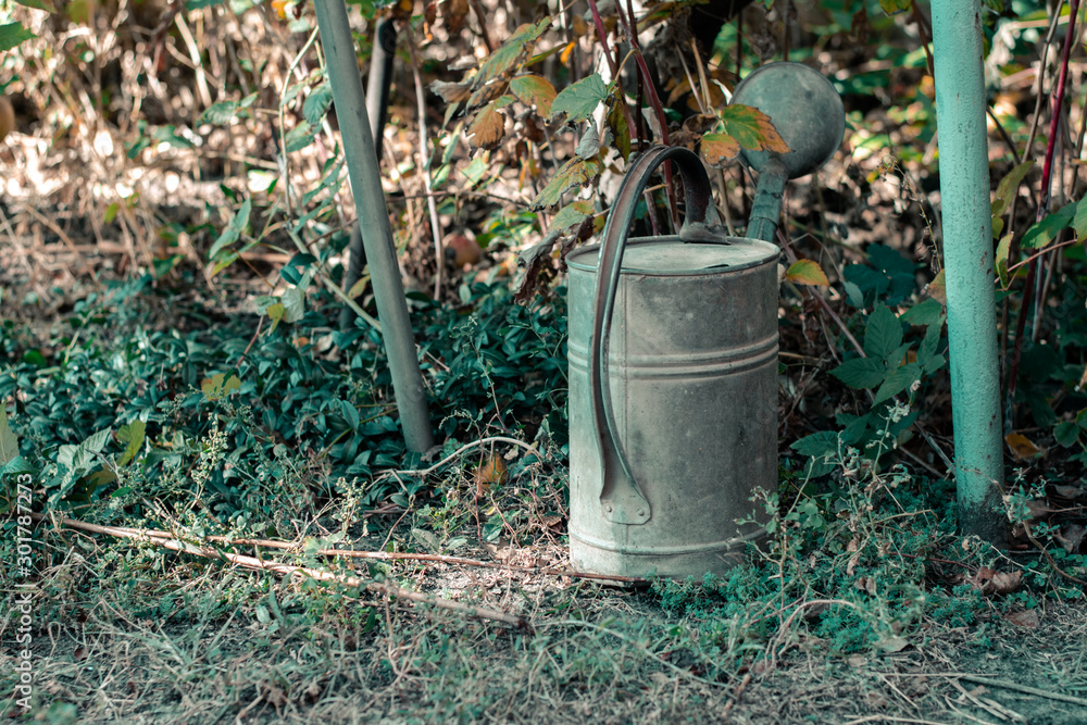 Watering can in the garden. Watering can stands among the plants Watering can in the garden. Watering can stands among the plants