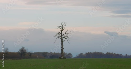 Lonely tree in the valley. Leafless tree in the middle of the green field. Symbol of loneliness. Death vs life concept.