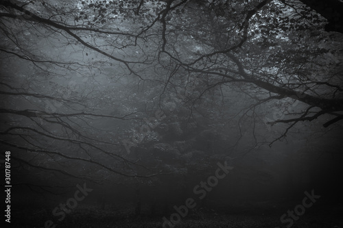 Dark forest of mount Cucco at night with fog in Umbria