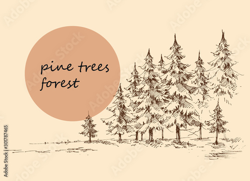 Pine forest background. Hand drawn nature landscape