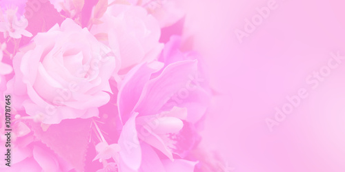 Blurred of rose flowers pink blooming in the pastel color style for background. Space for text