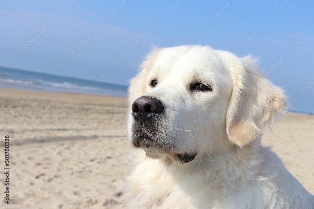 weißer Golden Retriever am Strand