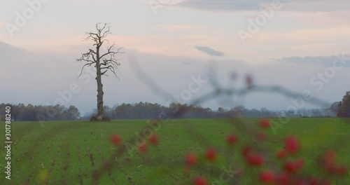 Lonely tree in the valley. Leafless tree in the middle of the green field. Symbol of loneliness. Death vs life concept.