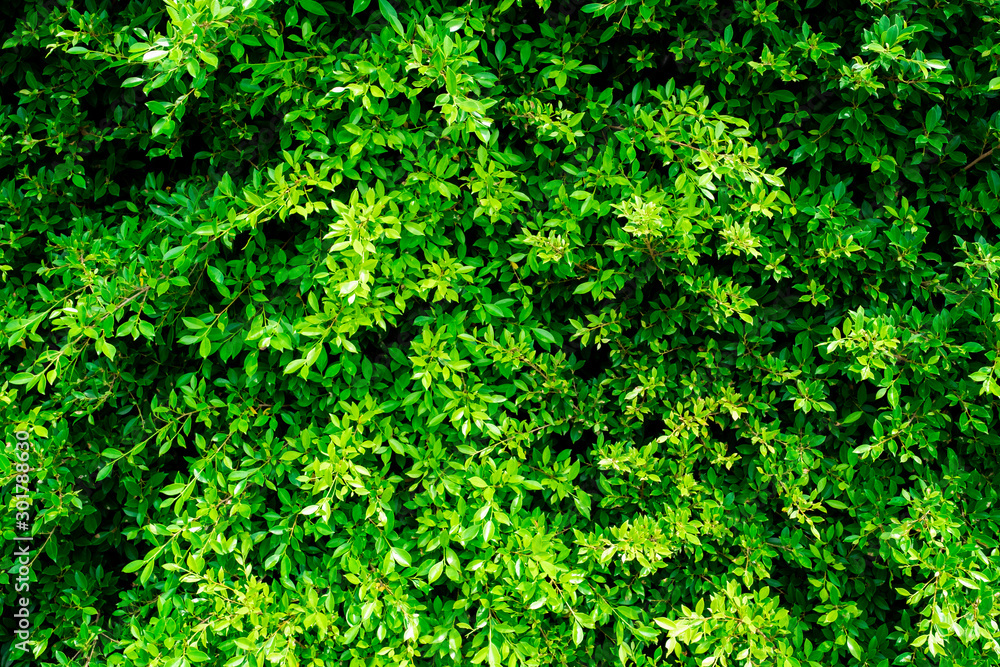 Beautiful green bush background texture for background or backdrop Beautiful green bush background texture for background or backdrop