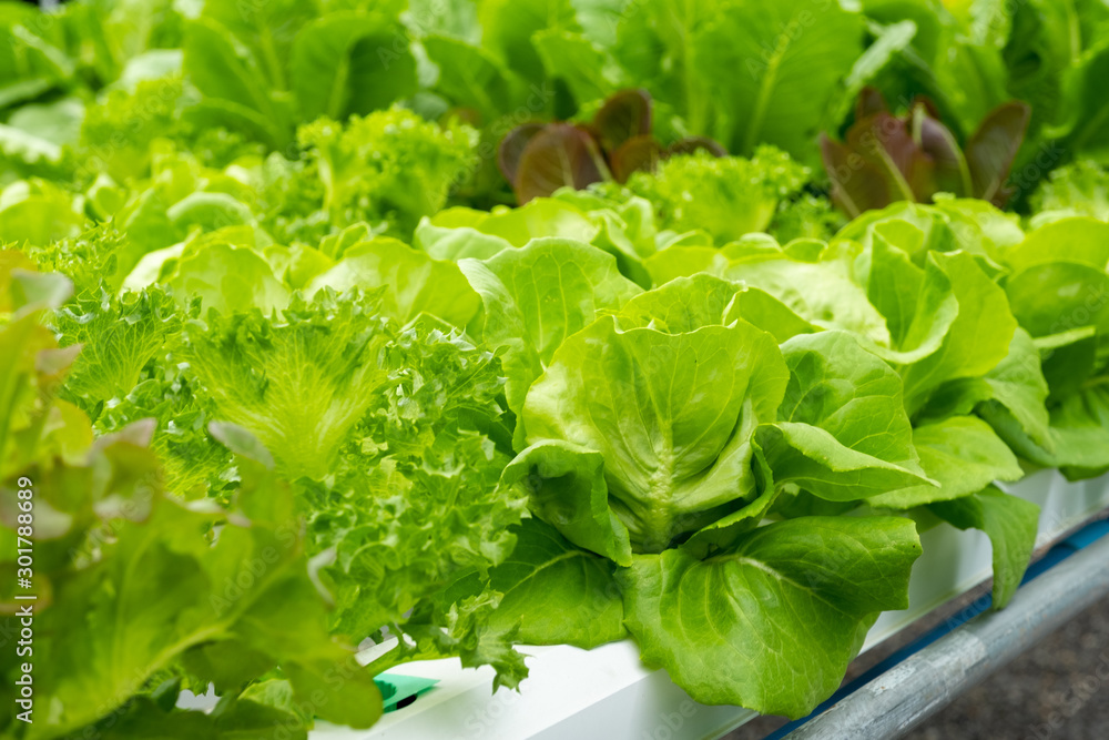 Close up Salad Lettuce in Hydroponics Organic Agriculture Farm System Close up Salad Lettuce in Hydroponics Organic Agriculture Farm System