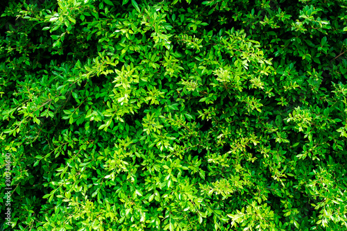 Beautiful green bush  background texture for background or backdrop