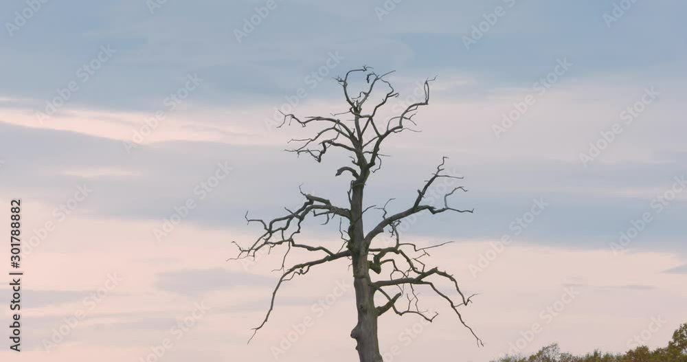 Lonely tree in the valley. Leafless tree in the middle of the green field. Symbol of loneliness. Death vs life concept. Lonely tree in the valley. Leafless tree in the middle of the green field. Symbol of loneliness. Death vs life concept.