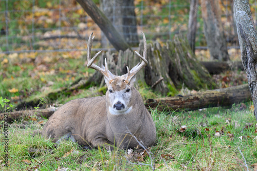 Whitetail deer buck photo