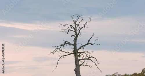 Lonely tree in the valley. Leafless tree in the middle of the green field. Symbol of loneliness. Death vs life concept.