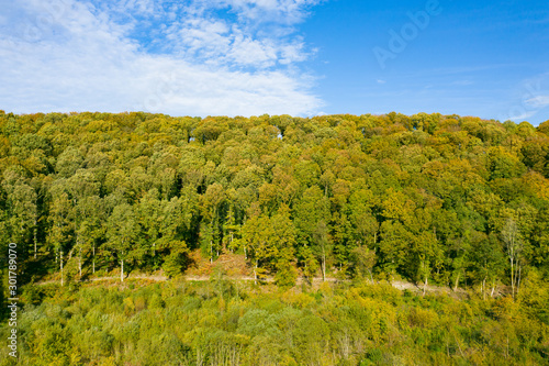Arbres dans une forêt ou un bois au début de l'automne avec le ciel bleu en arrière plan