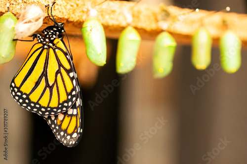 Canvas Print Newborn butterfly and the green cocoons on the blurred background