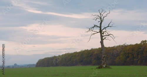 Lonely tree in the valley. Leafless tree in the middle of the green field. Symbol of loneliness. Death vs life concept.