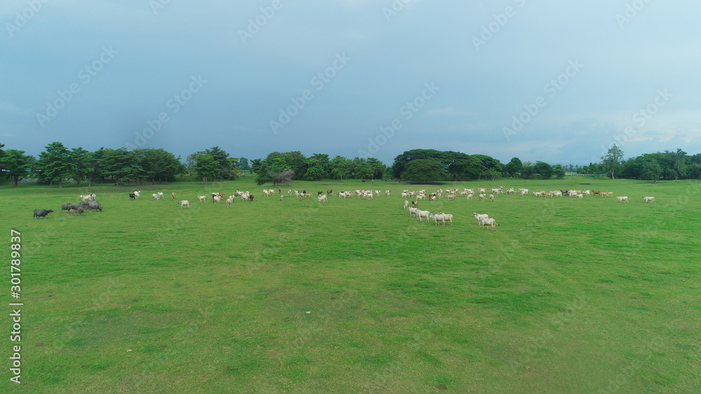 landscape nature green cow