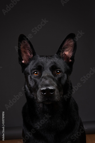 Tranquil smooth haired black dog at studio