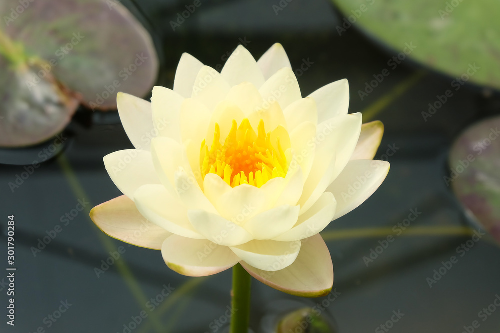 micro shot and Close up of a white and yellow lotus flower blooming with green leaves in the pond. micro shot and Close up of a white and yellow lotus flower blooming with green leaves in the pond.