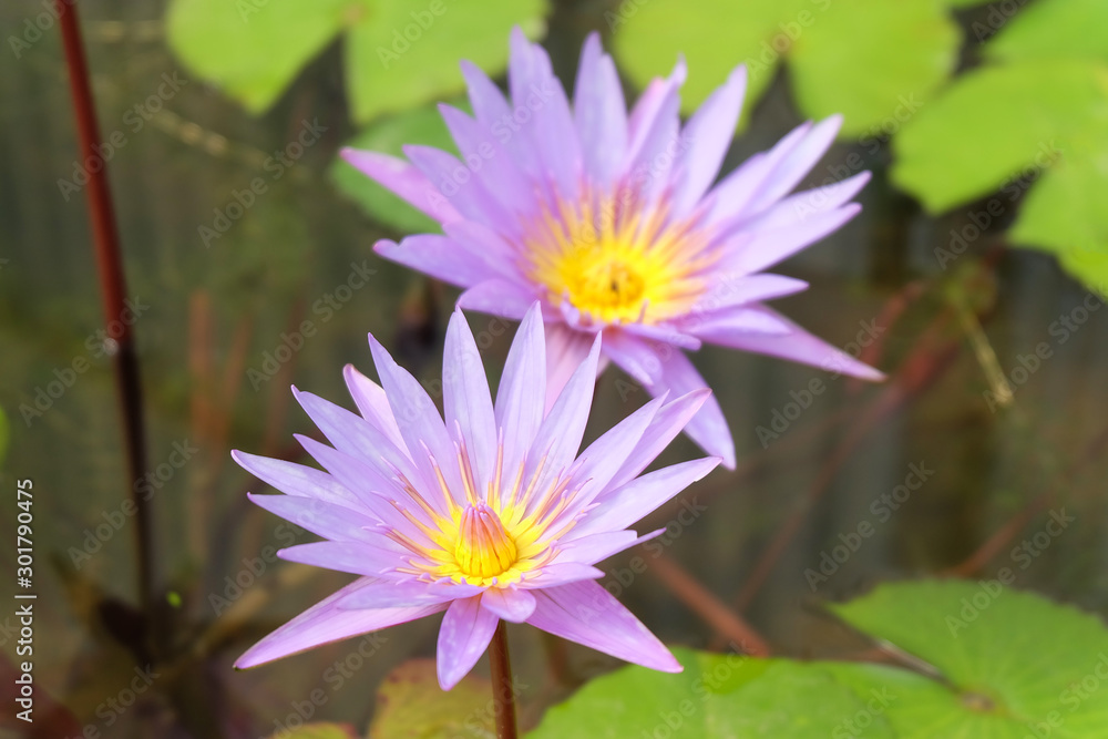 micro shot and Close up of a purple lotus flower blooming with green leaves in the pond. micro shot and Close up of a purple lotus flower blooming with green leaves in the pond.