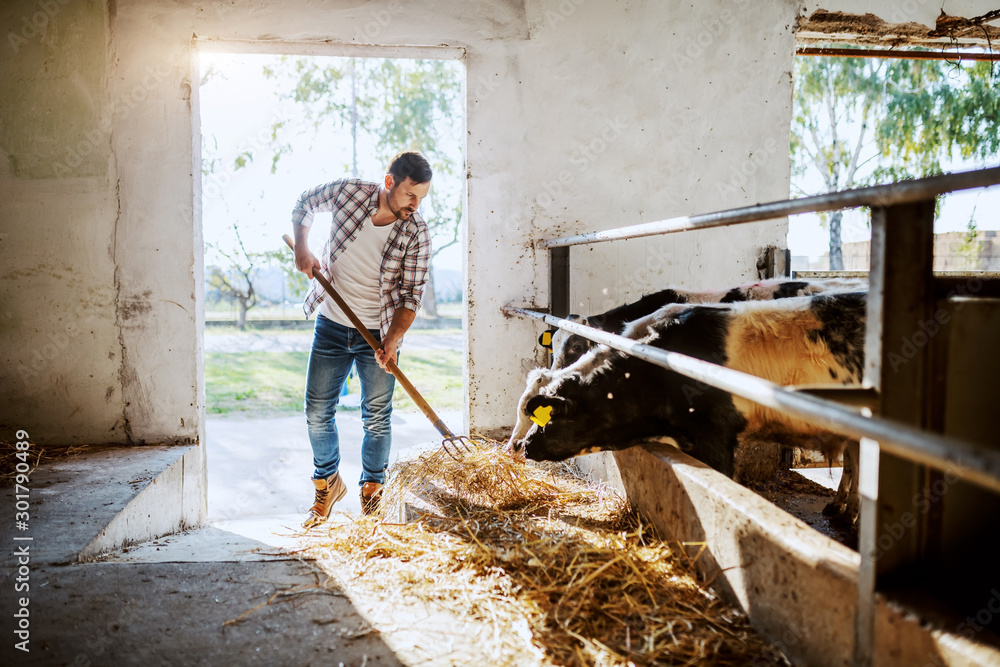 Handsome caucasian farmer in plaid shirt and jeans standing in stable and feeding calves.