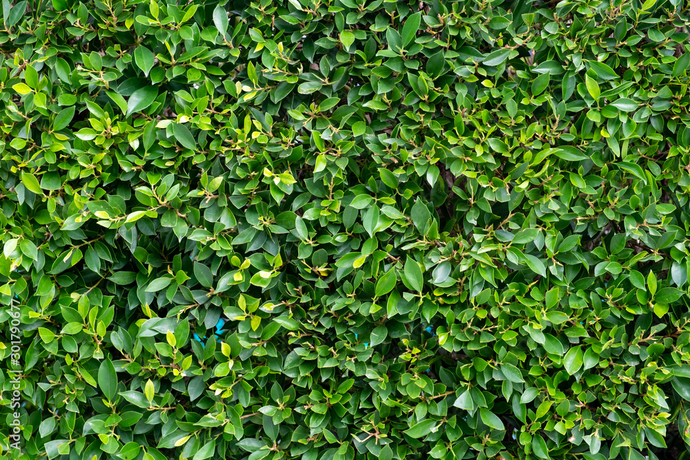 Green bush background texture for background or backdrop Green bush background texture for background or backdrop