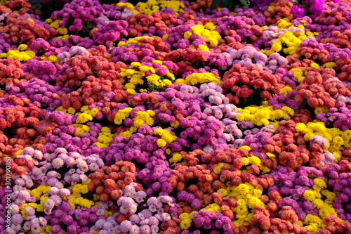 various colors of chrysanthemum flowers under sunshine
