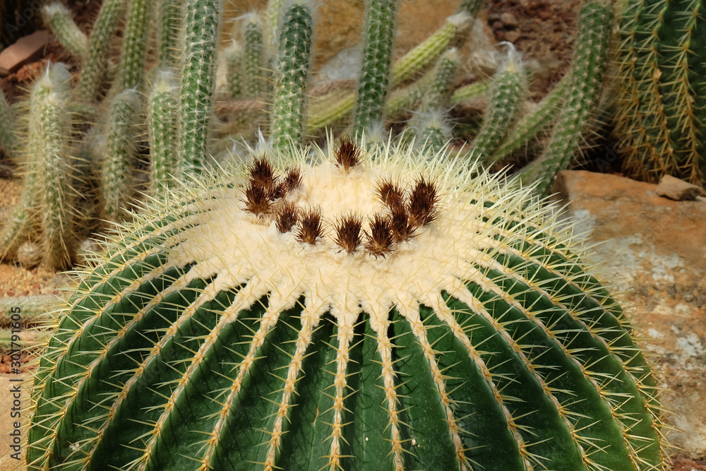 closeup Golden Barrel Cactus planted from top view on a small rock in an arid botanical garden. closeup Golden Barrel Cactus planted from top view on a small rock in an arid botanical garden.