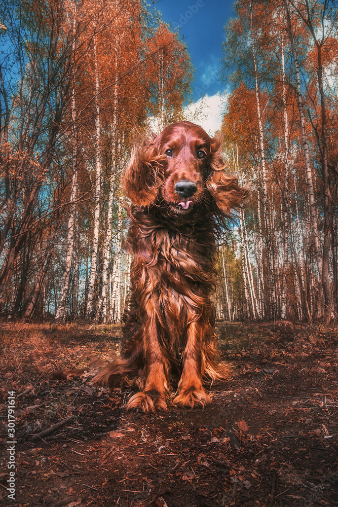 Gorgeous big brown dog with opened chaps among autumn trees