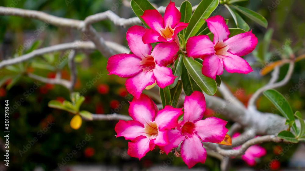 Pink azalea flowers and blurred green leaf background. Pink azalea flowers and blurred green leaf background.