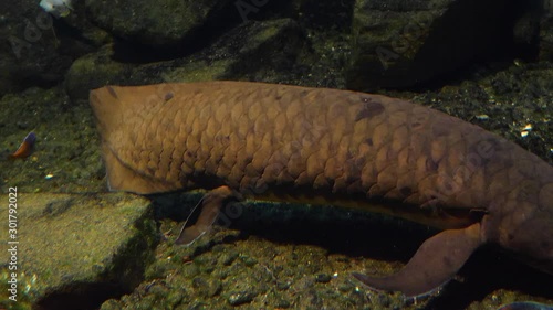 close up Queensland lungfish Australia on the sea ground full body view. photo