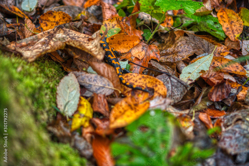 salamander lizard escaping in a leaf in autumn in nature salamander lizard escaping in a leaf in autumn in nature