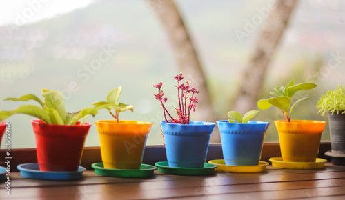 Small plant in colorful pots on wooden table with blur garden, mountain background.