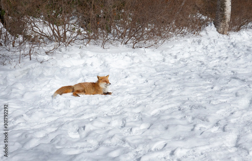 A red fox  Vulpes vulpes  is lay down on background of snow in winter of Noboribetsu  Hokkaido  Japan