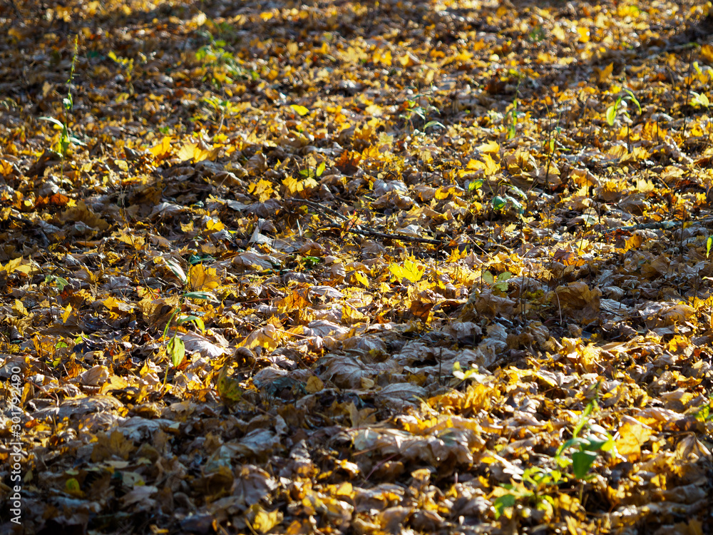 Alley in the city park covered with leaves.