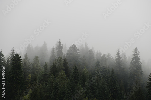 fog in the forest © Hyunsun