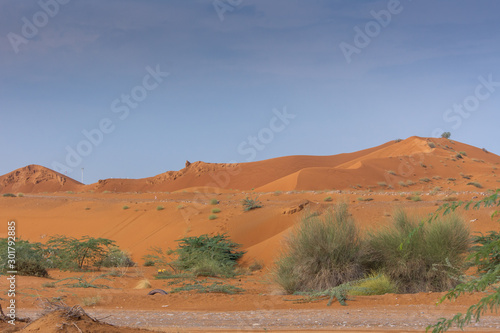 Desert at sunrise brings out bold burnt orange colored sand and highlighted flora and fauna after a storm on the sand dunes.