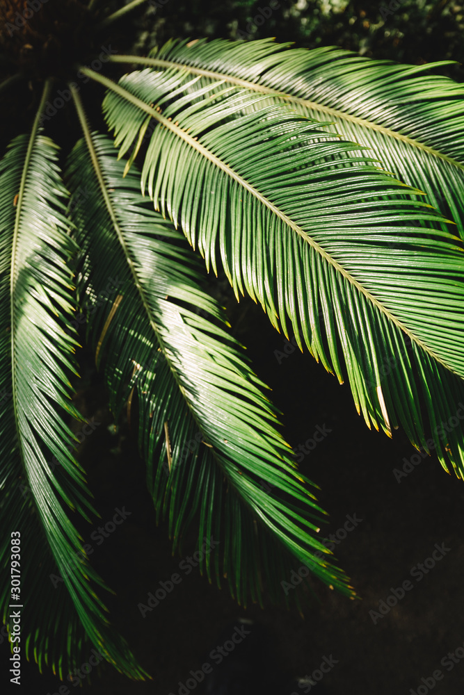 Fototapeta premium Close up photo of attalea speciosa green leaves in Botanical garden, selective focus/ babassu oil, palm tree leaf in greenhouse, south america subtropical plants/ nature and ecology concept.