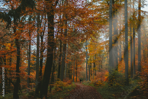 Herbstwald am Taunus.