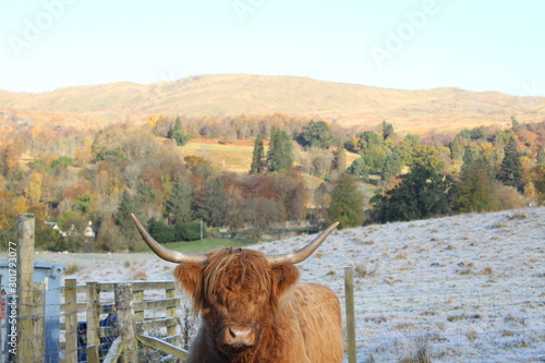 vache ecossaise 