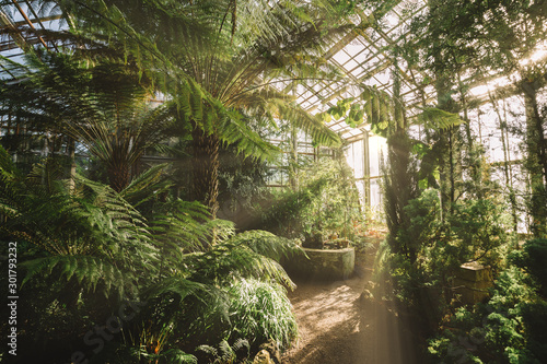 Dreamy landscape with exotic evergreen plants in greenhouse. Beautiful sunlight breaks through the window. Old tropical botanic garden. A variety of plants: palms, ferns, and conifers. Nature concept. photo