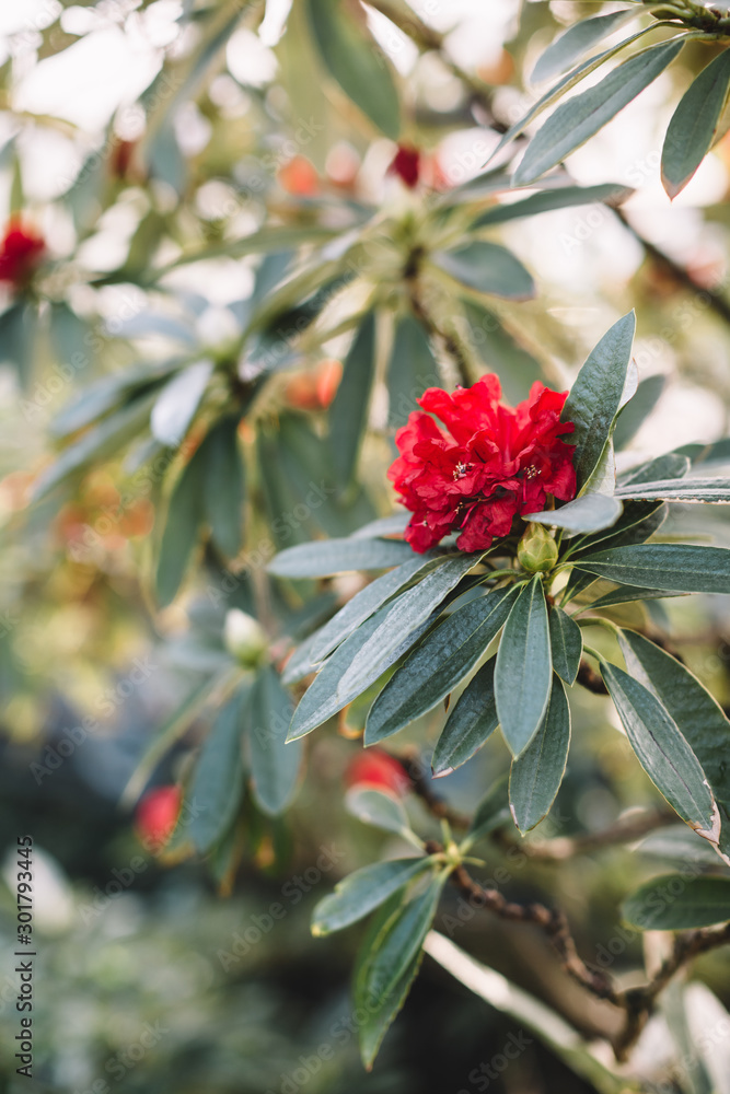 Fototapeta premium Blooming colorful rhododendron flowers in orangery. Red Azalea, evergreen heather plants in glasshouse. Beauty sunlight. Flowering Rhododendrons. Blurred background, soft focus, vertical, close up. 