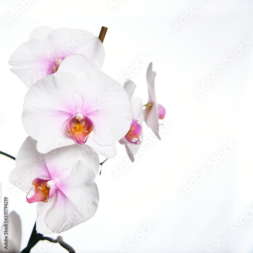 Orchid flower blossom isolated on the white background with copyspase for cards and design.