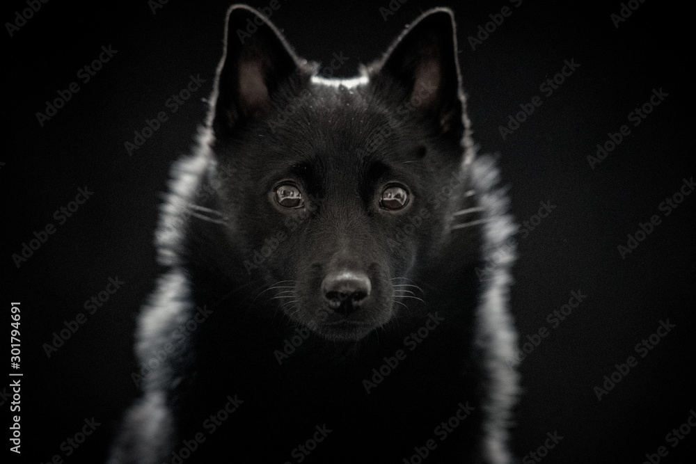 black dog against black background black dog against black background