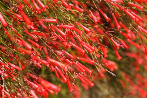 Red flower bells of the Firecracker fern (Russelia equisetiformis) photo