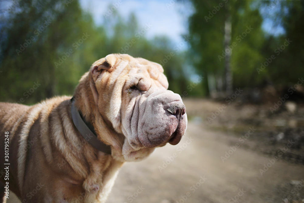 Red fawn Shar Pei dog with collar standing on dirt road