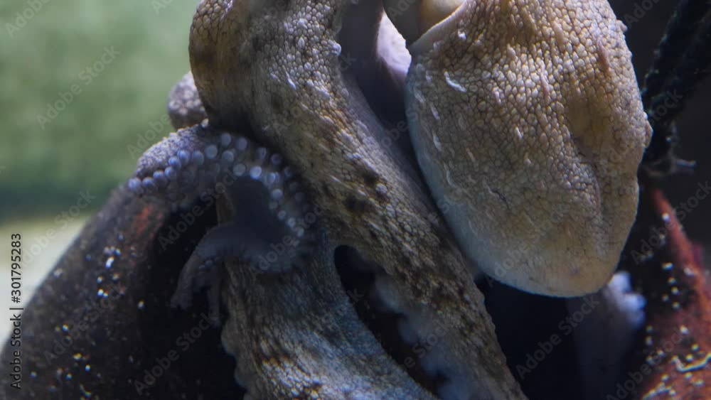 Close up of octopus tilt up from body to the head. Close up of octopus tilt up from body to the head.