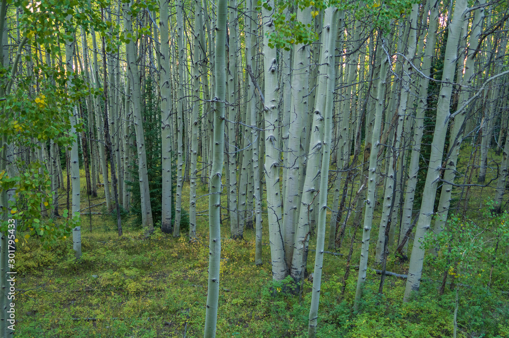 Landscape of aspen trees in a forest on Kebler Pass in Colorado Landscape of aspen trees in a forest on Kebler Pass in Colorado